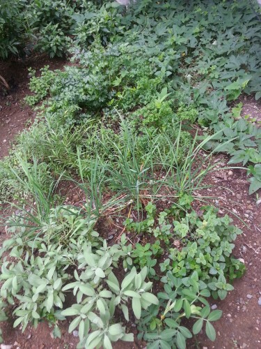  This herb garden started it all...We just wanted to fill up some of our lot space with edible plants so we feel that we are moving on with our home building and benefitting from its produce as well...It paved way for more planting ideas.