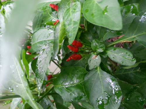  Deadly siling labuyo...my Manang who rocks in the kitchen put just one of these in my soup and I almost fainted from its spice!