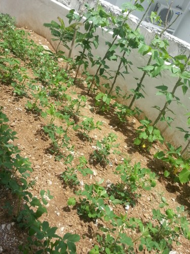  Can't wait to harvest protein rich peanuts and Baguio Beans ❦